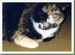 Pepper meowing sm. cropped