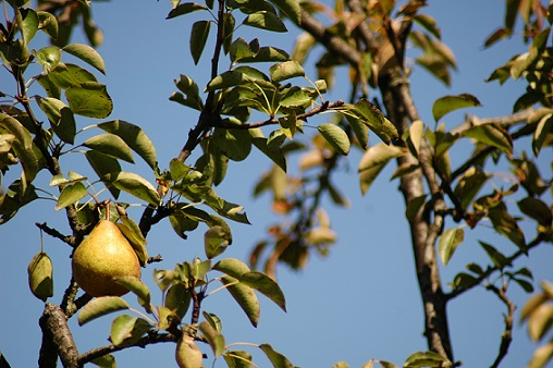 Pear_Tree