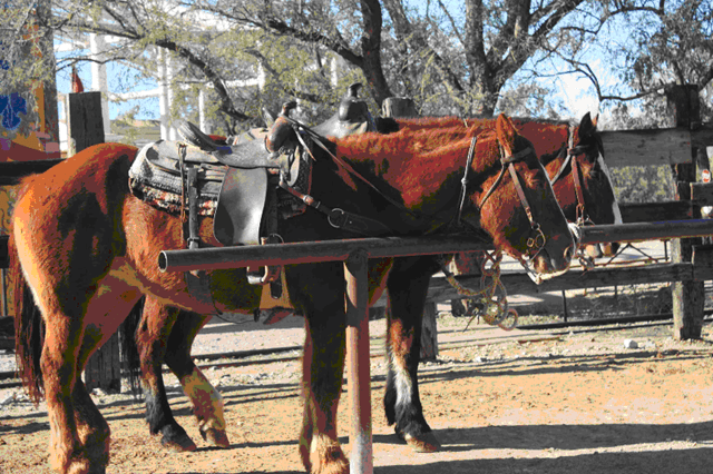 Stable Hands,Stable Hearts