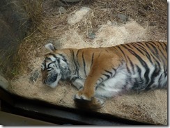Sleeping tiger