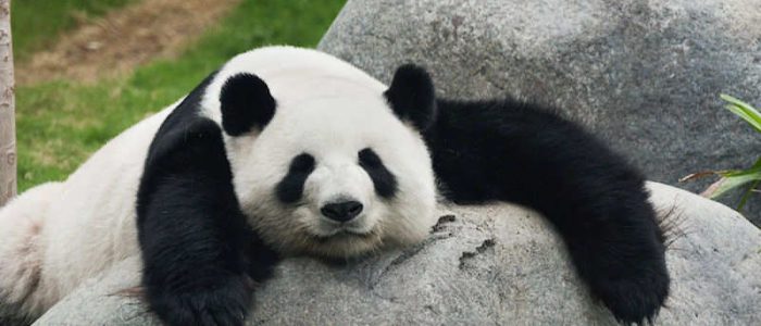 The Writer’s Discomfort Zone: How to Survive—and Thrive…